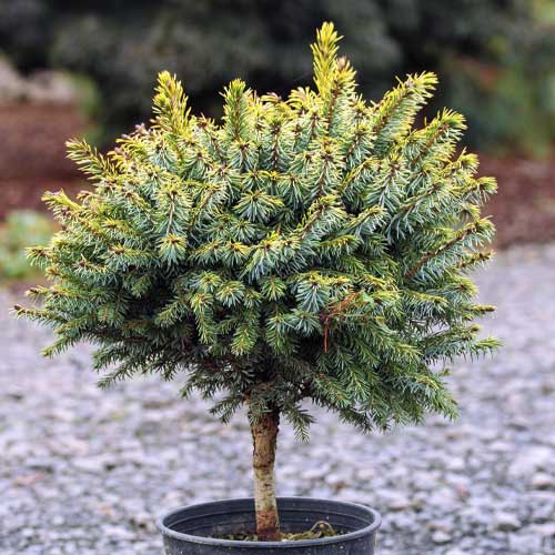 Srebrna smreka Peve Tijn, C5 slika 1 interface.art 8249