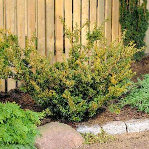 Srednji tisa Farmen slika 1 interface.art 9690