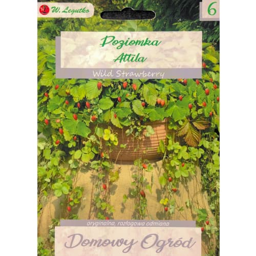 Šumska jagoda Attila interface.art interface.photo 1 Šumska jagoda Attila slika 1 interface.art 69663