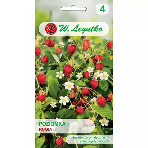 Šumska jagoda Rugia slika 1 interface.art 69530