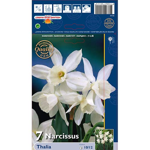 Sunovrat Thalia slika 1 interface.art 70236