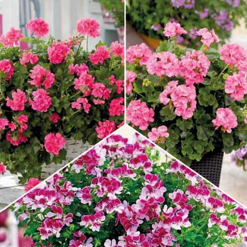 Super ponuda! Biljke protiv komaraca, set od 3 vrste slika 1 interface.art 77818