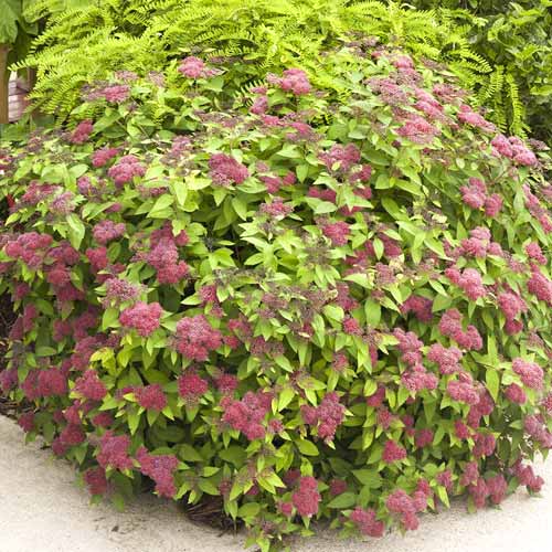 Suručica Dart's Red, C3 slika 1 interface.art 7729