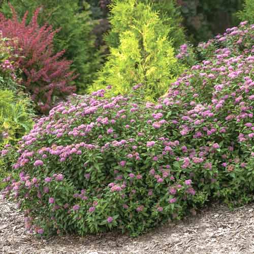 Suručica Double Play Artist ®, С3 slika 1 interface.art 8581