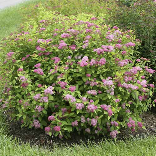 Suručica Double Play Big Bang ®, С3 slika 1 interface.art 8582