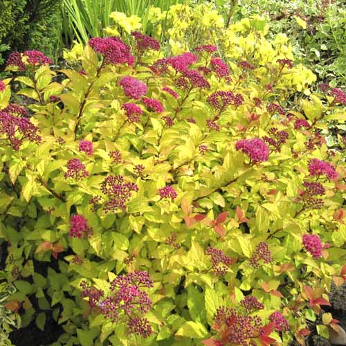 Suručica Golden Princess, C3 slika 1 interface.art 7730