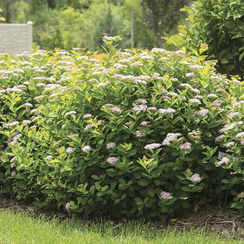 Suručica Pink Sparkler PBR, С3 slika 1 interface.art 8579