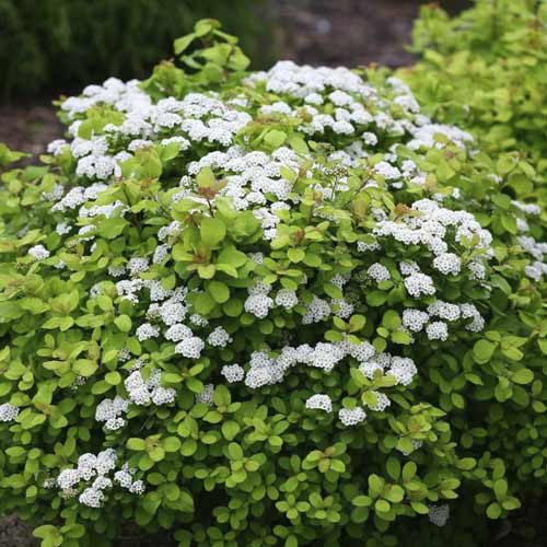 Suručica Tor Gold PBR, С2 slika 1 interface.art 8580