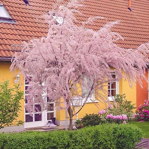 Tamaris, P9 slika 1 interface.art 9102