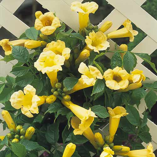 Tekoma Flava, С2 slika 1 interface.art 8210