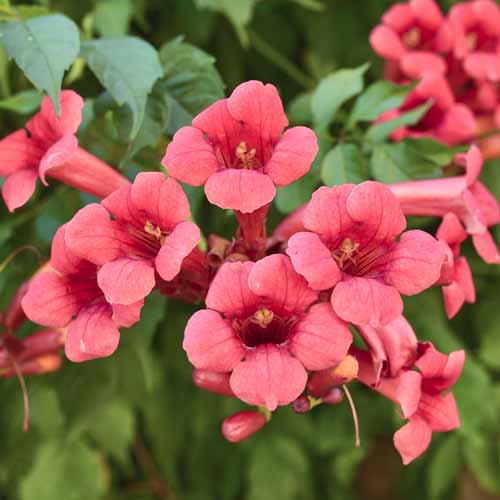 Tekoma Gabor, С2 slika 1 interface.art 8211