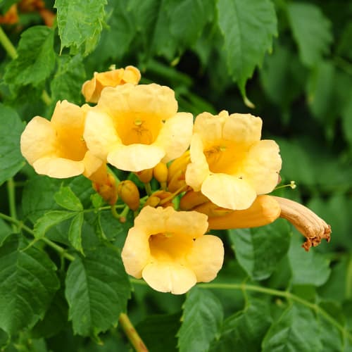 Tekoma Judy slika 1 interface.art 9153