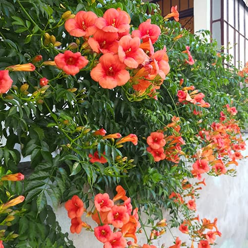 Tekoma , P9 slika 1 interface.art 9181