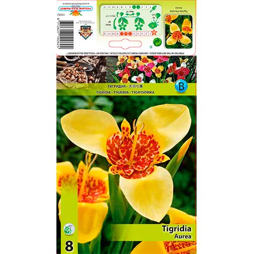 Tigridia Aurea slika 1 interface.art 70450