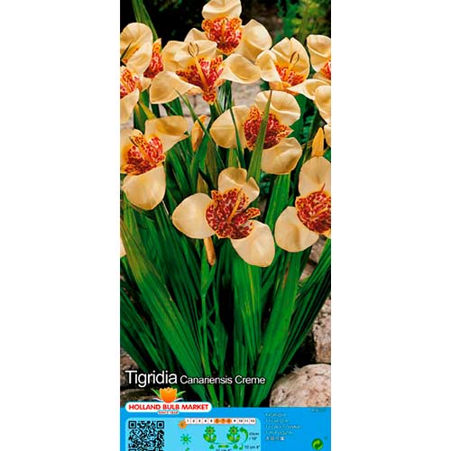 Tigridia Creme slika 1 interface.art 76501