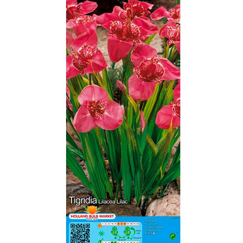 Tigridia Lilac slika 1 interface.art 76502