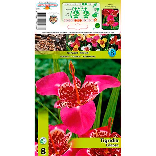 Tigridia Lilacea slika 1 interface.art 70451