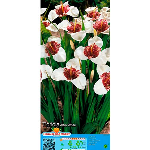Tigridia White slika 1 interface.art 76504