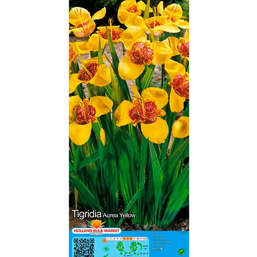 Tigridia Yellow slika 1 interface.art 76505