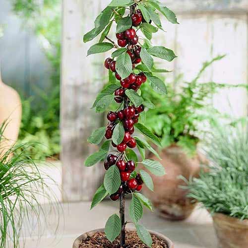 Trešnja stupolika Black slika 1 interface.art 1946