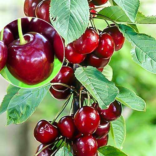 Trešnja stupolika Helene slika 1 interface.art 1925