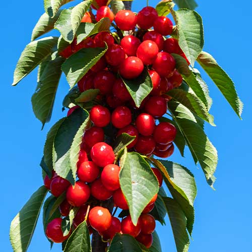 Trešnja (stupolika) Her Torra slika 1 interface.art 2010