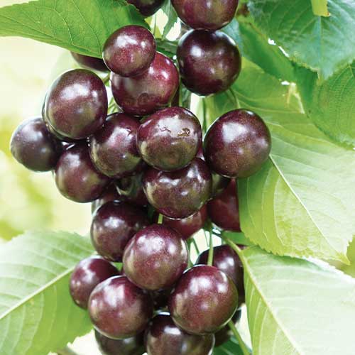 Trešnja (stupolika) Narana slika 1 interface.art 2011