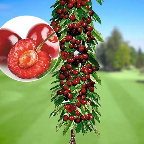 Trešnja stupolika Queen Marry, С2 slika 1 interface.art 1921