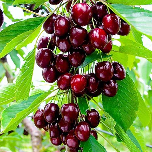 Trešnja (stupolika) Reggina slika 1 interface.art 2012