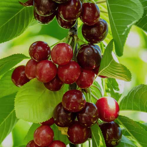 Trešnja (stupolika) Sabrina slika 1 interface.art 2013