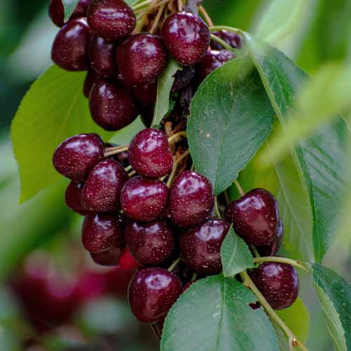 Trešnja (stupolika) Samba slika 1 interface.art 2014