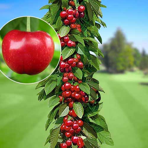 Trešnja stupolika Silva slika 1 interface.art 1924