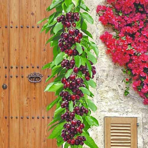 Trešnja stupolika Victoria, С2 slika 1 interface.art 1923