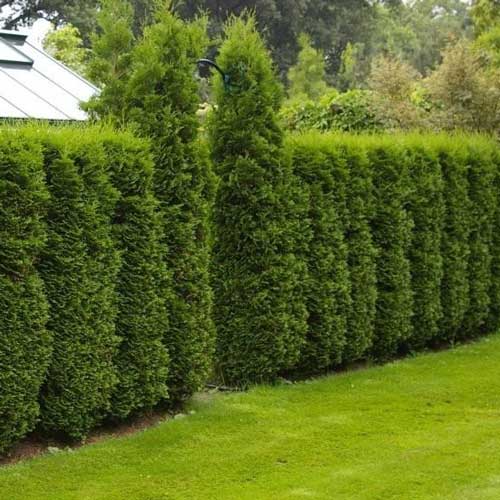 Tuja Columna, C2 interface.art interface.photo 1 Tuja Columna, C2 slika 1 interface.art 9413