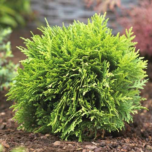 Tuja Danica, C2 slika 1 interface.art 7750