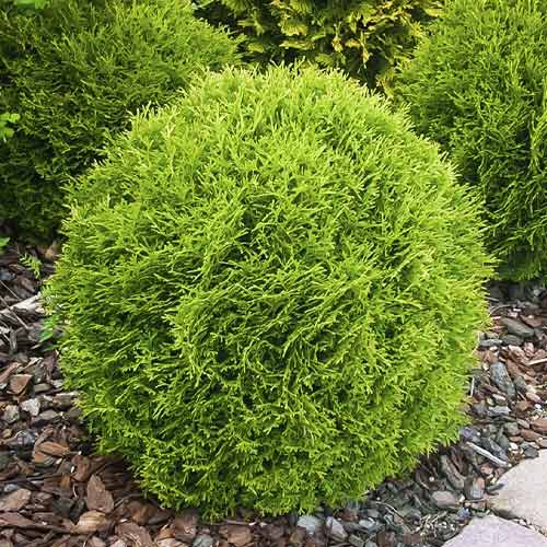 Tuja Little Giant, С3 slika 1 interface.art 7751