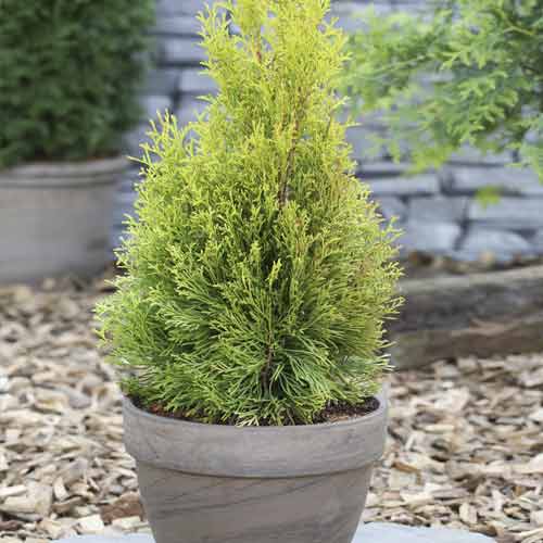 Tuja Smaragd, C2 slika 1 interface.art 7752