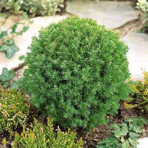 Tuja Teddy, C2 slika 1 interface.art 7753