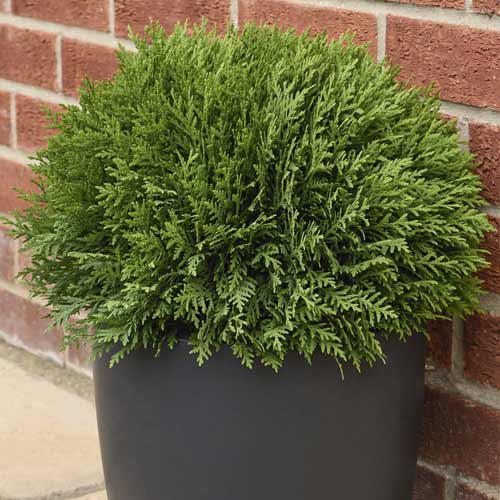 Tuja Tiny Tim, C2 slika 1 interface.art 7754