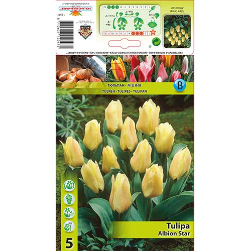 Tulipan Albion Star slika 1 interface.art 67450