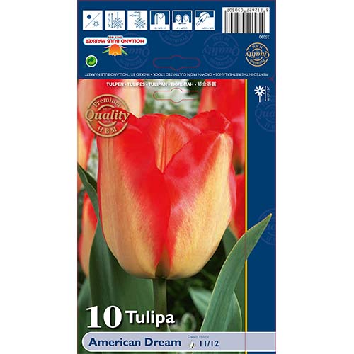 Tulipan American Dream slika 1 interface.art 68026