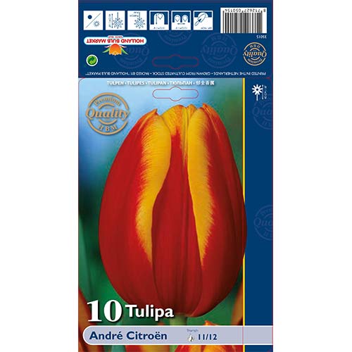 Tulipan Andre Citroen slika 1 interface.art 67898