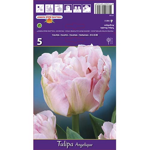 Tulipan Angelique slika 1 interface.art 67684