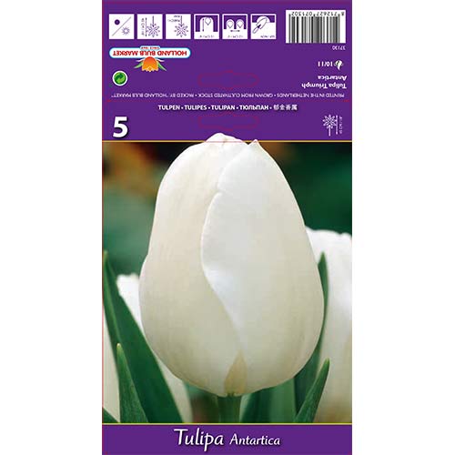 Tulipan Antartica slika 1 interface.art 70216