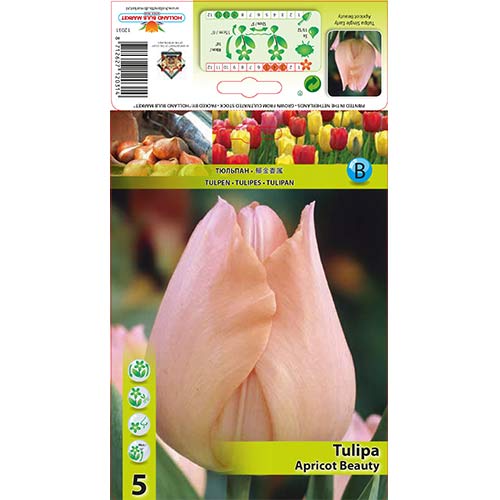Tulipan Apricot Beauty slika 1 interface.art 67864