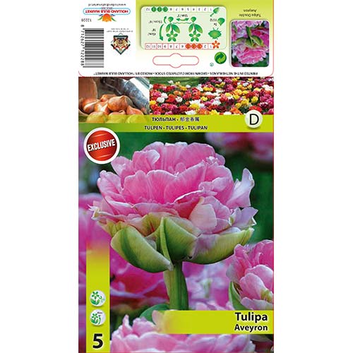 Tulipan Aveyron slika 1 interface.art 68075