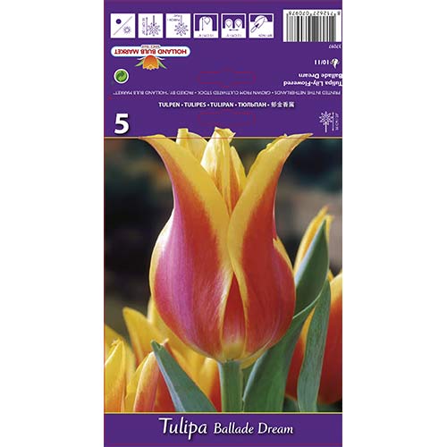 Tulipan Ballade Dream slika 1 interface.art 67477