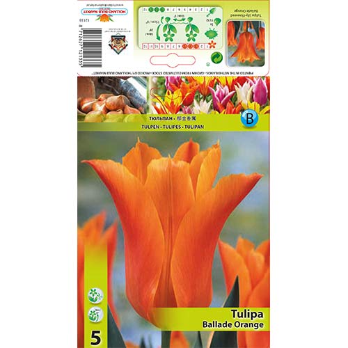 Tulipan Ballade Orange slika 1 interface.art 67690