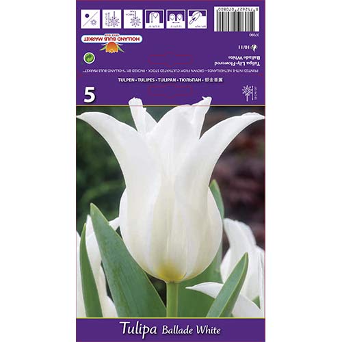 Tulipan Ballade White slika 1 interface.art 67691