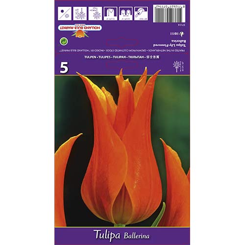 Tulipan Ballerina slika 1 interface.art 67754